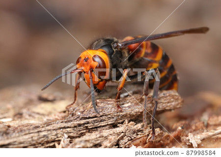 Vespa analis that warms the body 87998584