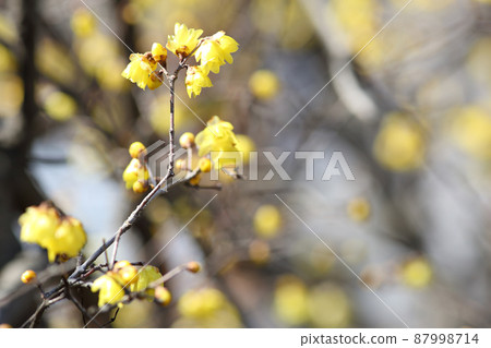 Japanese allspice of Dairenji Temple 87998714