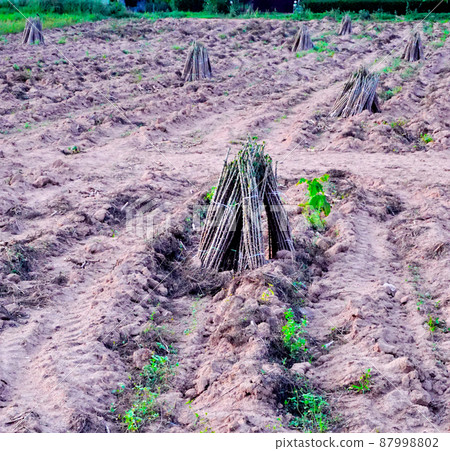 Preparing for cassava plantation, Cultivation background Preparing for cassava plantation, Cultivation background 87998802