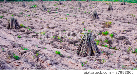 Preparing for cassava plantation, Cultivation background 87998803