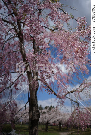 在五棱郭公園垂涎的櫻花 在五棱郭公園垂涎的櫻花 87998862
