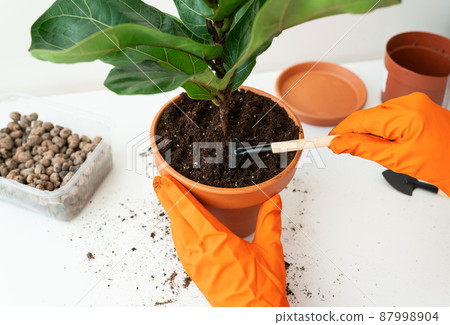 The process of transplanting a flowerpot-ficus lyrata. Hands holding a ficus transplant. Potted home plant ficus lyrata. Home gardening. Plants that are air purifiers. The process of transplanting a flowerpot-ficus lyrata. Hands holding a ficus transplant. Potted home plant ficus lyrata. Home gardening. Plants that are air purifiers. 87998904