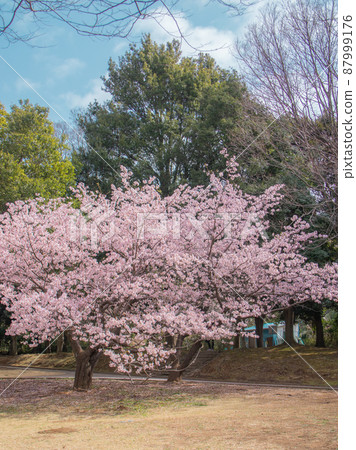 Tamano Sakura in the park 87999176