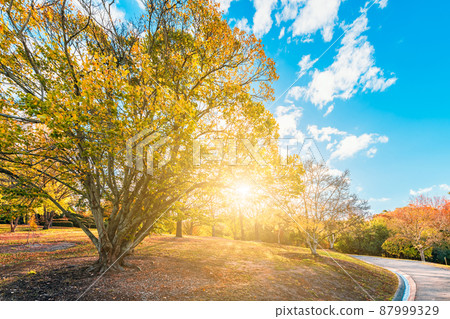 Mount Lofty park during autumn in Adelaide Hills Mount Lofty park during autumn in Adelaide Hills 87999329