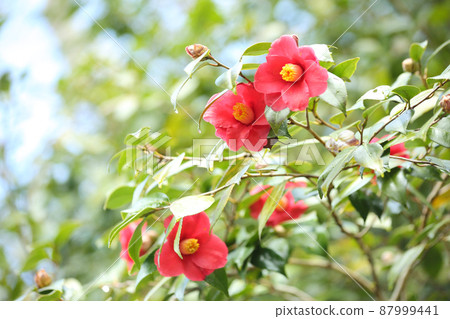 Camellias in the Ohara alley 87999441