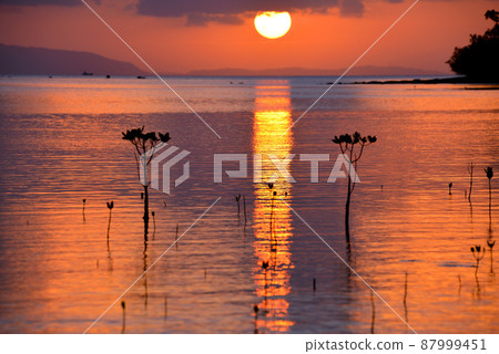 紅樹林海太陽 紅樹林海太陽 87999451