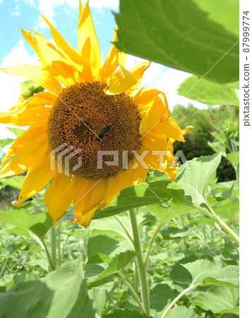 Bees perching on sunflowers Bees perching on sunflowers 87999774