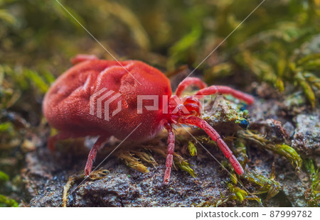 Velvet Mite - Trombidium holosericeum walking on a tree 87999782