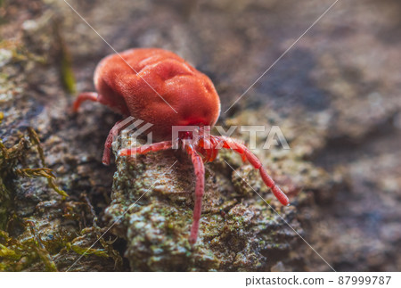 Velvet Mite - Trombidium holosericeum walking on a tree 87999787
