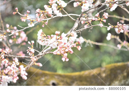 Specimen trees of Yasukuni Shrine, red stamps, white pigeons 88000105