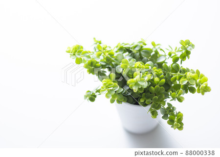 觀賞植物 Peperomia Isabella 觀賞植物 Peperomia Isabella 88000338