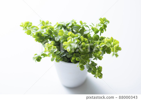 Ornamental plant Peperomia Isabella Ornamental plant Peperomia Isabella 88000343