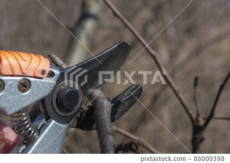 Spring pruning of branches on fruit trees 88000398