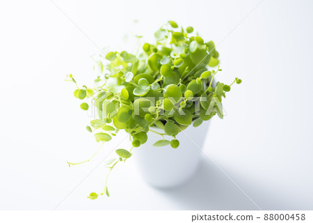 觀賞植物 Peperomia Gemini 觀賞植物 Peperomia Gemini 88000458