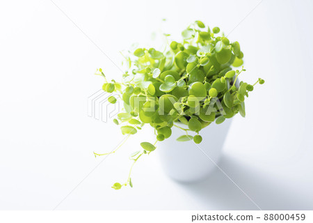 觀賞植物 Peperomia Gemini 觀賞植物 Peperomia Gemini 88000459