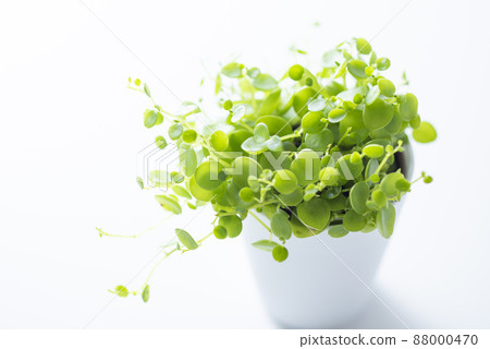 觀賞植物 Peperomia Gemini 觀賞植物 Peperomia Gemini 88000470