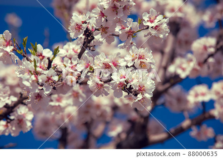 Blossoming apricot trees. Spring natural background 88000635