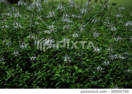 Kidney Tea Plant brush in nuture. Kidney Tea Plant brush in nuture. 88000790
