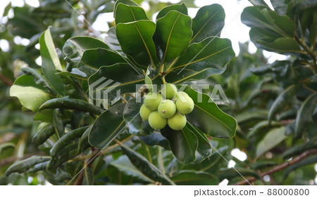 Indian Laurel's fruits and leaves on branch. 88000800