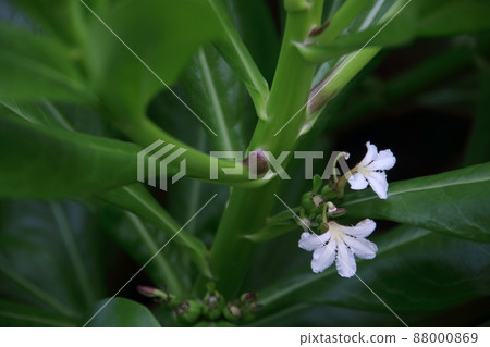 White flowers of Beach Naupaka blooming on tree. White flowers of Beach Naupaka blooming on tree. 88000869