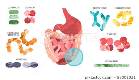Probiotics. Lactic acid bacteria. Good bacteria and microorganisms for gut and intestinal flora health. Microbiome. Bifidobacterium, lactobacillus, lactococcus, thermophilus streptococcus, Probiotics. Lactic acid bacteria. Good bacteria and microorganisms for gut and intestinal flora health. Microbiome. Bifidobacterium, lactobacillus, lactococcus, thermophilus streptococcus, 88001021