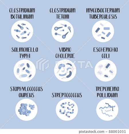 9 most pathogenic bacteria: Escherichia Coli, Staphylococcus Aureus, Streptococcus, Clostridium, Salmonella. Dangerous infections. Bacteriology. Morphology. Microbiology. Vector flat illustration 9 most pathogenic bacteria: Escherichia Coli, Staphylococcus Aureus, Streptococcus, Clostridium, Salmonella. Dangerous infections. Bacteriology. Morphology. Microbiology. Vector flat illustration 88001031
