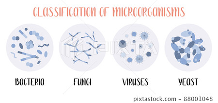Classification of microorganisms: bacteria, fungi, viruses, yeast. Microbiology. Vector flat illustration Classification of microorganisms: bacteria, fungi, viruses, yeast. Microbiology. Vector flat illustration 88001048