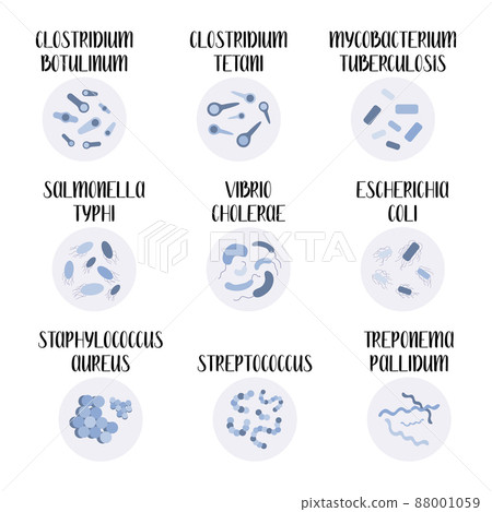 9 most pathogenic bacteria: Escherichia Coli, Staphylococcus Aureus, Streptococcus, Clostridium, Salmonella. Dangerous infections. Bacteriology. Morphology. Microbiology. Vector flat illustration 88001059