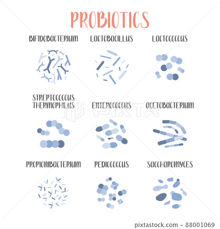 Probiotics. Lactic acid bacteria. Good bacteria and microorganisms for gut and intestinal flora health. Microbiome. Bifidobacterium, lactobacillus,  lactococcus, thermophilus streptococcus, 88001069