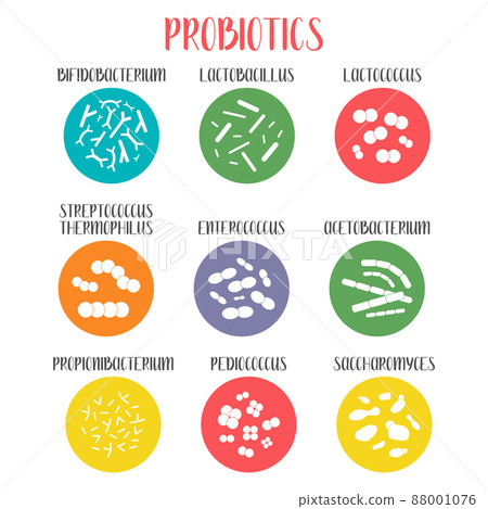 Probiotics. Lactic acid bacteria. Good bacteria and microorganisms for gut and intestinal flora health. Microbiome. Bifidobacterium, lactobacillus,  lactococcus, thermophilus streptococcus, 88001076