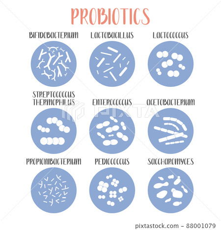 Probiotics. Lactic acid bacteria. Good bacteria and microorganisms for gut and intestinal flora health. Microbiome. Bifidobacterium, lactobacillus, lactococcus, thermophilus streptococcus, Probiotics. Lactic acid bacteria. Good bacteria and microorganisms for gut and intestinal flora health. Microbiome. Bifidobacterium, lactobacillus, lactococcus, thermophilus streptococcus, 88001079
