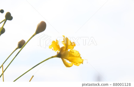 A yellow flower and buds of The flame tree or Royal poinciana. A yellow flower and buds of The flame tree or Royal poinciana. 88001128