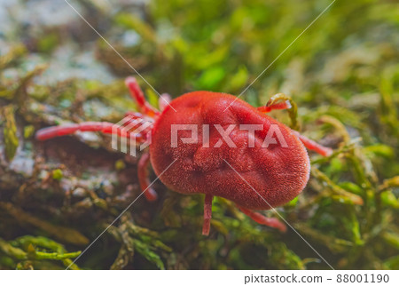 Velvet Mite - Trombidium holosericeum walking on a tree 88001190