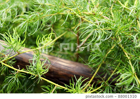 Shatavari leaves and branch. 88001310