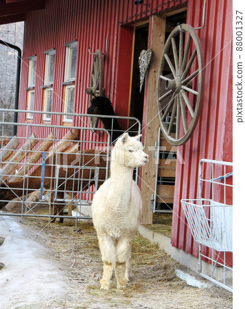 Cute and curious alpaca animals in the farm 88001327