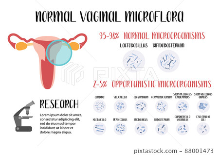 Normal vaginal microflora, lactobacillus, bifidobacterium. Normal and opportunistic pathogenic microorganisms, infection. Female reproductive system. Gynecology. Vector flat cartoon illustration Normal vaginal microflora, lactobacillus, bifidobacterium. Normal and opportunistic pathogenic microorganisms, infection. Female reproductive system. Gynecology. Vector flat cartoon illustration 88001473