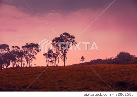 Eucalyptus grove on the horizon in early morning 88001593