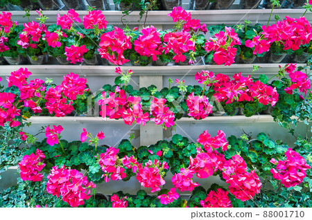 Geranium Geranium 88001710