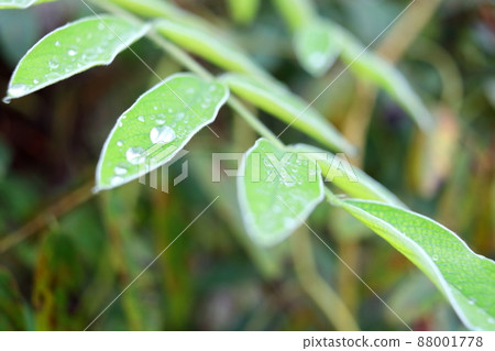 Green leaves of Afgekia Sericea of Afgekia Mahidoliae and droplets. 88001778