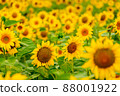 Sunflowers blooming in the field 88001922