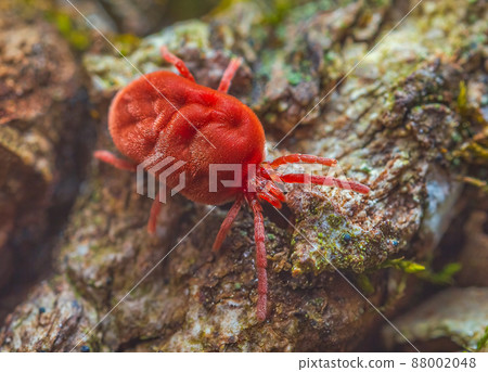 Velvet Mite - Trombidium holosericeum walking on a tree 88002048
