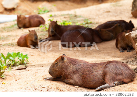 Capybara, Hydrochoerus hydrochaeris, the largest toothed rodent. Capybara, Hydrochoerus hydrochaeris, the largest toothed rodent. 88002188