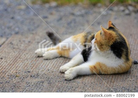 Mike cat 88002199
