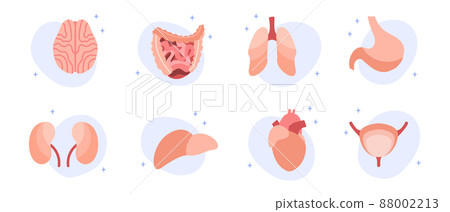 Human lungs, bladder, heart, stomach. Diagnostics of diseases of internal organs. Vector flat cartoon illustration. Perfect for banner, landing page, website Human lungs, bladder, heart, stomach. Diagnostics of diseases of internal organs. Vector flat cartoon illustration. Perfect for banner, landing page, website 88002213