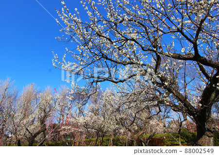 Haishi公園的Meishi Haishi公園的Meishi 88002549