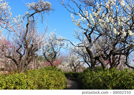 Haishi公園的Meishi Haishi公園的Meishi 88002550
