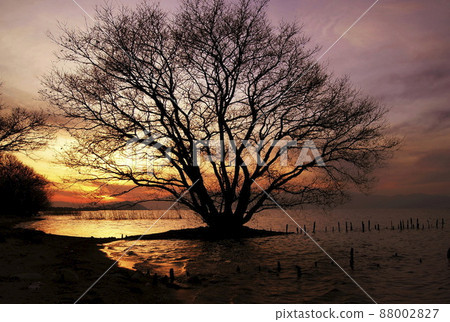 Underwater tree Underwater tree 88002827