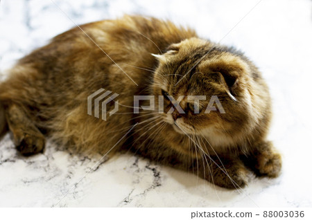 Scottish fold Highland golden chinchilla cat, the theme of cats 88003036