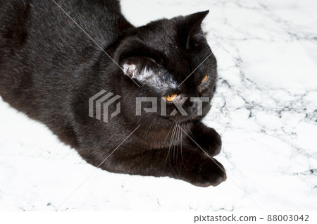 Scottish brown cat on a marble background 88003042