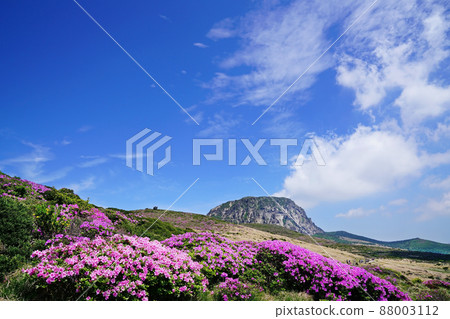 漢拏山的春天 88003112